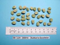 Click for 3 image(s) for this accession. Image